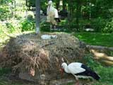 ... da war der Storch da ...